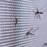 Установка новой москитной сетки на окно